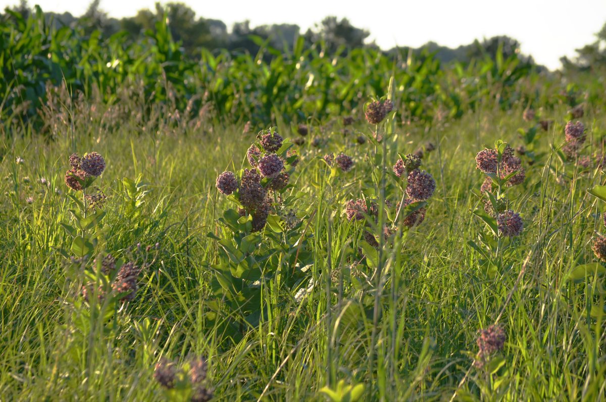 An Iowa cornfield in summer.